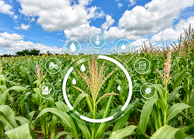 Live field intelligence layered over farmland
